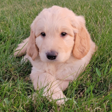 Labradoodle Puppy Ashton