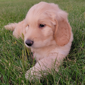 Labradoodle Puppy Ashton
