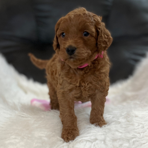 Goldendoodle Puppy Sophie Sue
