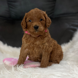 Goldendoodle Puppy Sophie Sue