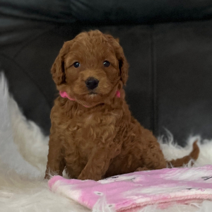 Goldendoodle Puppy Sophie Sue