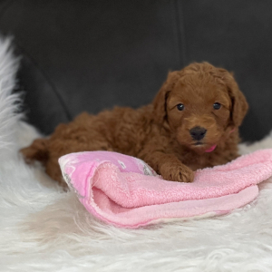 Goldendoodle Puppy Sophie Sue