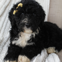 Portuguese Water Dog Puppy Brandy
