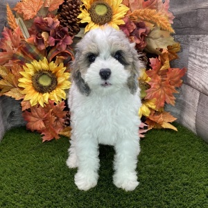 Poodle Puppy Dale