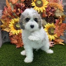 Poodle Puppy Dale