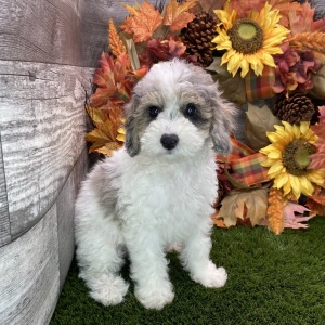 Poodle Puppy Dale