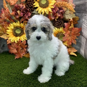 Poodle Puppy Dale