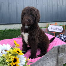 Labradoodle Puppy Coco