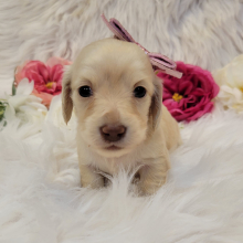 Dachshund Puppy Tinkerbell