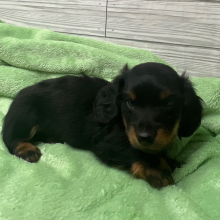 Dachshund Puppy Asher