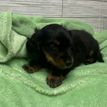 Dachshund Puppy Asher
