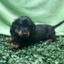 Dachshund Puppy Asher