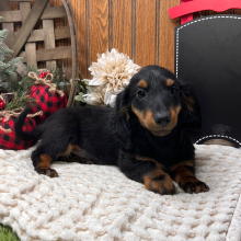 Dachshund Puppy Asher
