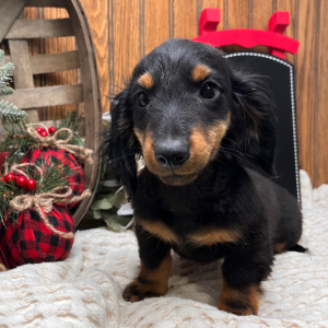 Dachshund Puppy Asher