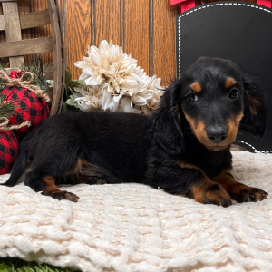 Dachshund Puppy Asher