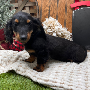 Dachshund Puppy Asher