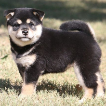 Shiba Inu Puppy Ella