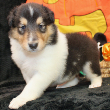 Collie Puppy Jac