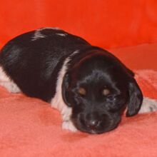 Dachshund Puppy Waffles