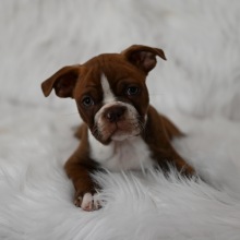 Boston Terrier Puppy Cooper