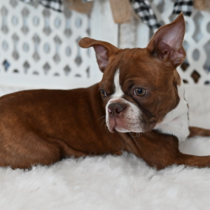 Boston Terrier Puppy Cooper