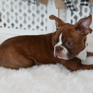 Boston Terrier Puppy Cooper