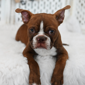 Boston Terrier Puppy Cooper