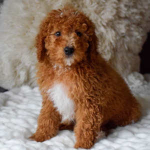 Bernedoodle Puppy Forrest