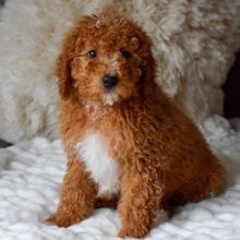 Bernedoodle Puppy Forrest