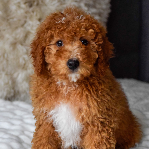 Bernedoodle Puppy Forrest