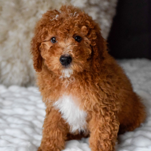 Bernedoodle Puppy Forrest