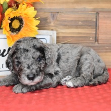 Labradoodle Puppy Edgar