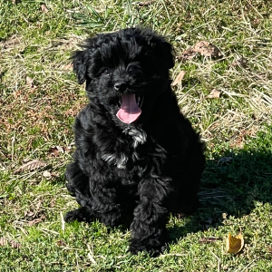 Aussiedoodle Puppy Ruby