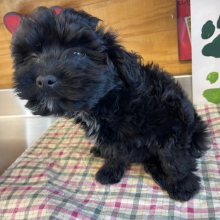 Aussiedoodle Puppy Ruby