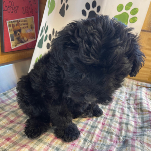 Aussiedoodle Puppy Ruby