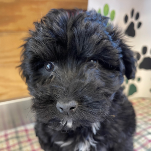 Aussiedoodle Puppy Ruby