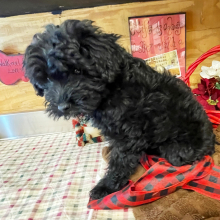 Aussiedoodle Puppy Ruby
