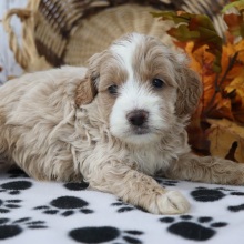 Cockapoo Puppy AJ