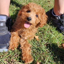 Labradoodle Puppy Cinnamon