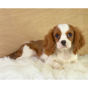 Cavalier King Charles Spaniel Puppy Ross