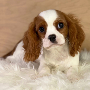 Cavalier King Charles Spaniel Puppy Ross
