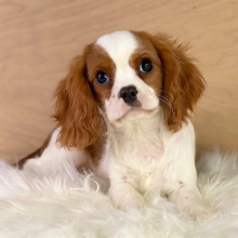 Cavalier King Charles Spaniel Puppy Ross