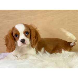 Cavalier King Charles Spaniel Puppy Ross