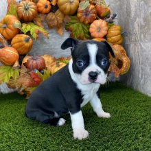 Boston Terrier Puppy Delia