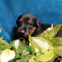 Doberman Pinscher Puppy Riley