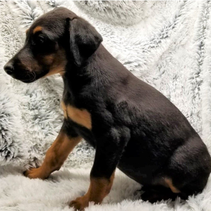 Doberman Pinscher Puppy Riley
