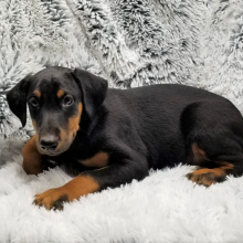 Doberman Pinscher Puppy Riley