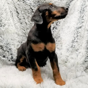 Doberman Pinscher Puppy Riley