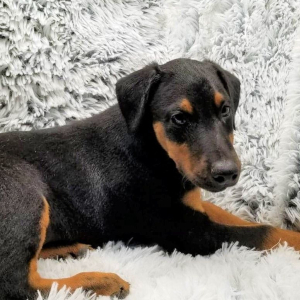 Doberman Pinscher Puppy Riley
