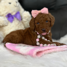 Goldendoodle Puppy Cherry Drop
